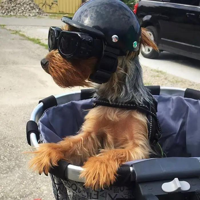Casques pour animaux de compagnie chien chat vélo casque de moto avec lunettes de soleil chapeau de sécurité pour chien pour voyage Protection de la tête fournitures pour animaux de compagnie S/M