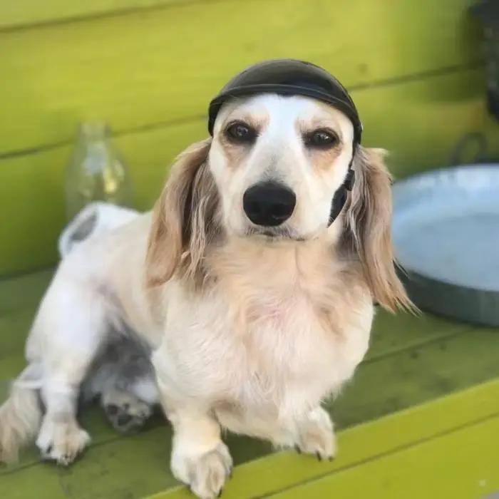 Casques pour animaux de compagnie chien chat vélo casque de moto avec lunettes de soleil chapeau de sécurité pour chien pour voyage Protection de la tête fournitures pour animaux de compagnie S/M