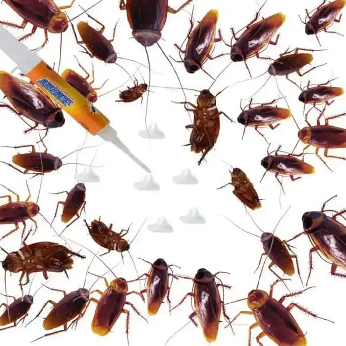1/10 Pièces Piège à cafards puissant pour cuisine