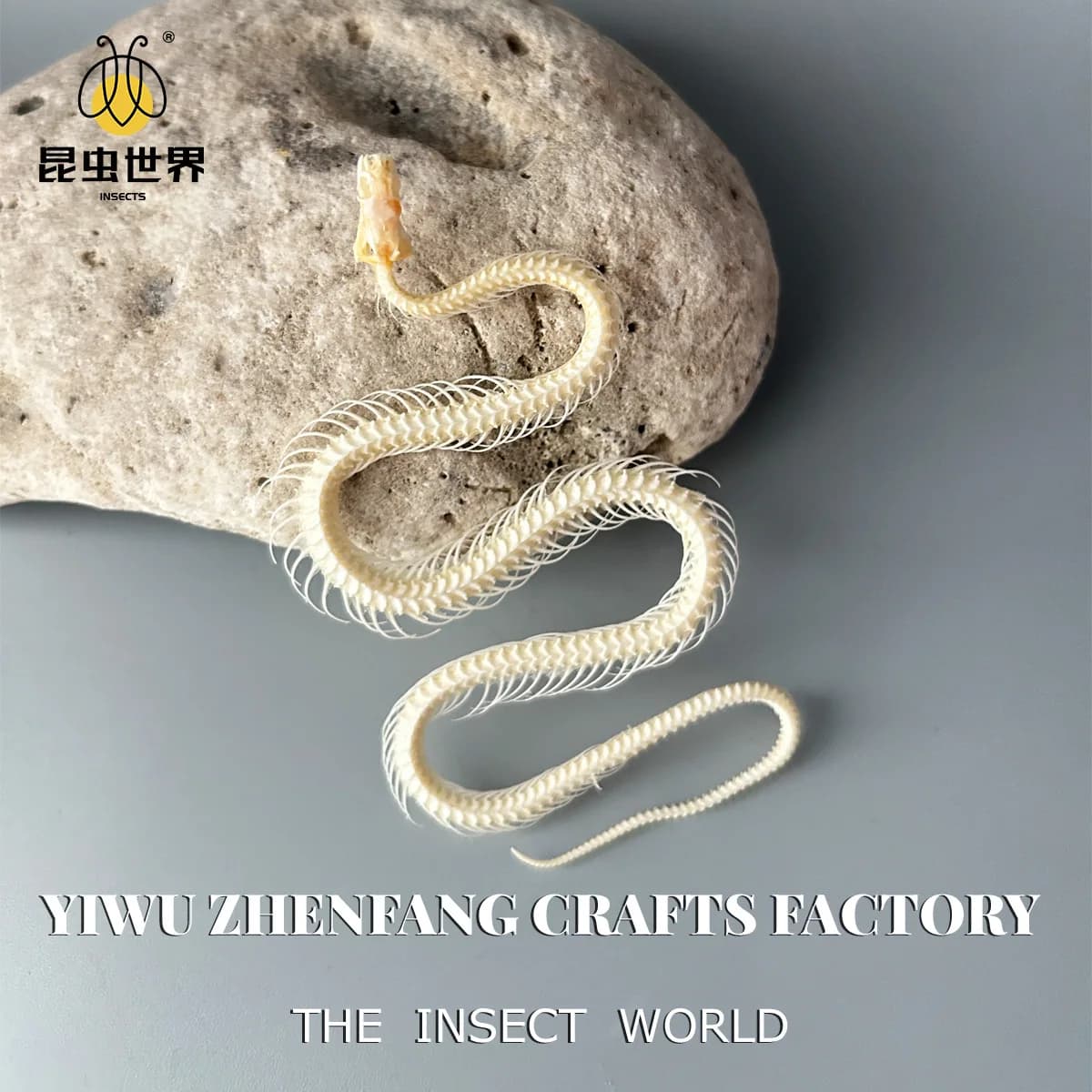 Crâne de serpent, squelette de serpent authentique : un objet décoratif unique et éducatif