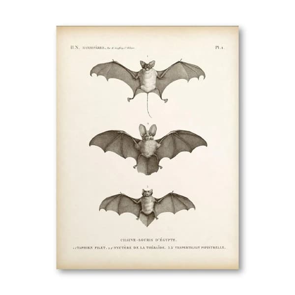 Toile d'art mural Vintage imprimé chauve-souris pour Halloween, peinture Antique, affiche d'animal c
