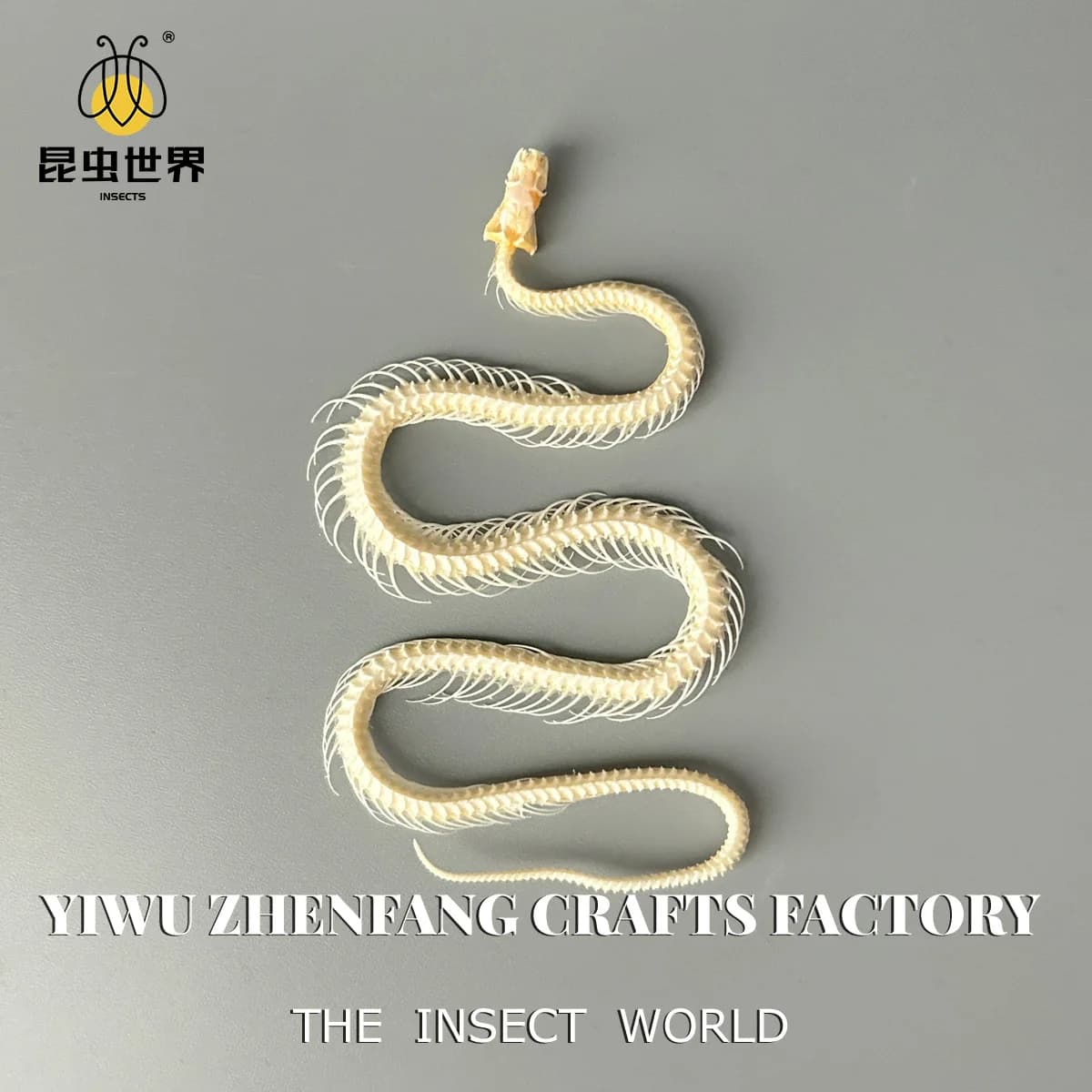 Crâne de serpent, squelette de serpent authentique : un objet décoratif unique et éducatif