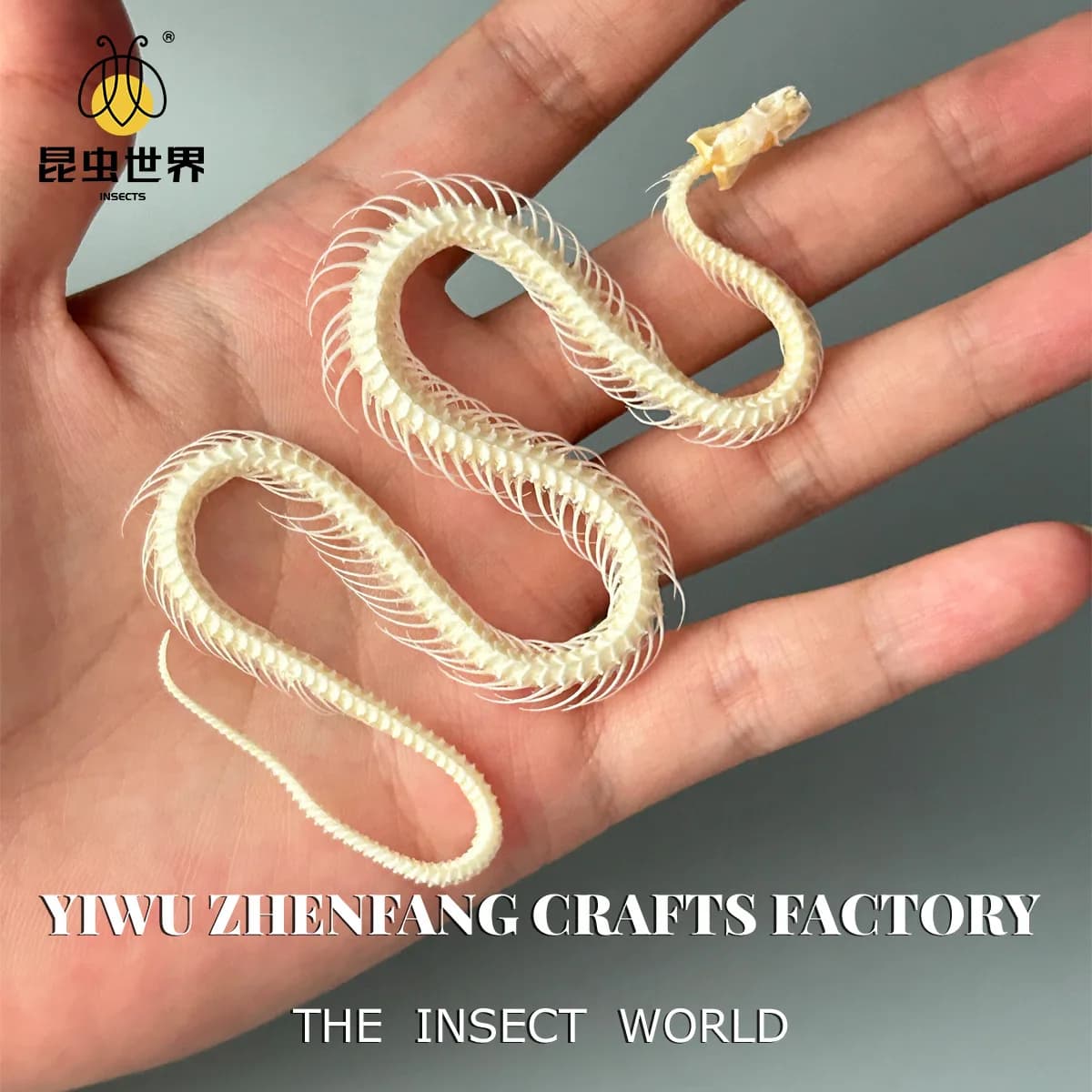 Crâne de serpent, squelette de serpent authentique : un objet décoratif unique et éducatif